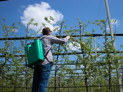 Farmer on a Small Farm Spraying Paraquat on Fruit Trees